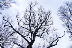 tree in winter
