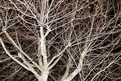tree by night