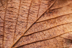 autumn leaf